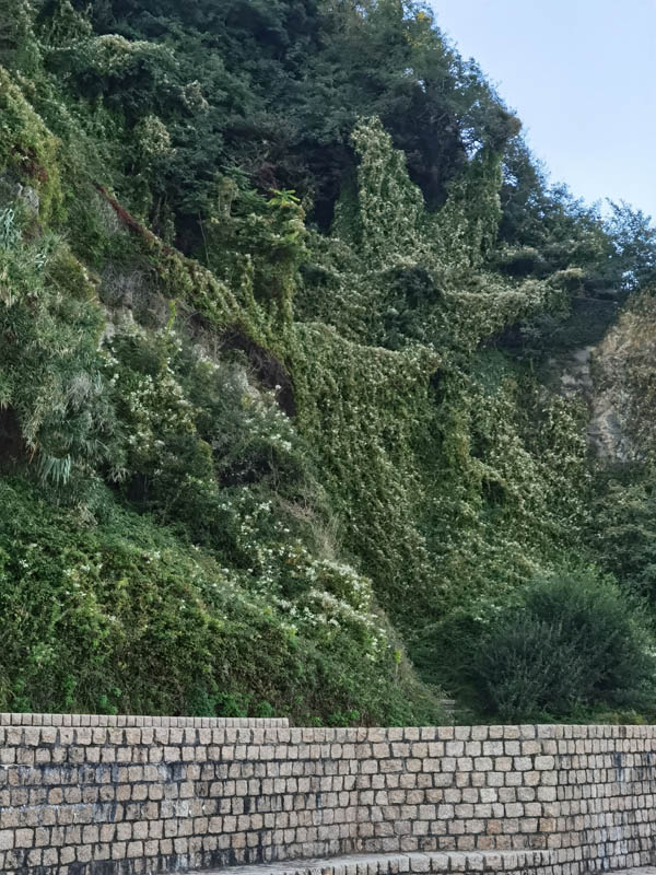 Polygonum aubertii